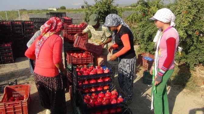 Кабмин РФ опубликовал список разрешенных турецких фруктов