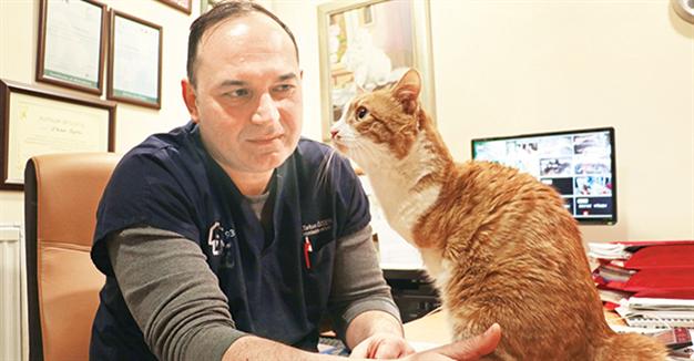 Двуногий кот Умут — талисман больницы Анкары