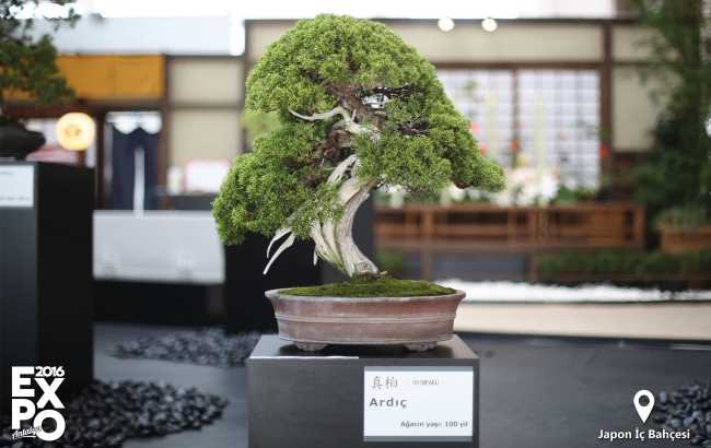 140-летний бонсай в «Японском саду» на ЭКСПО