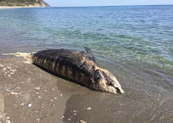 На берегу Анталии было найдено тело кита