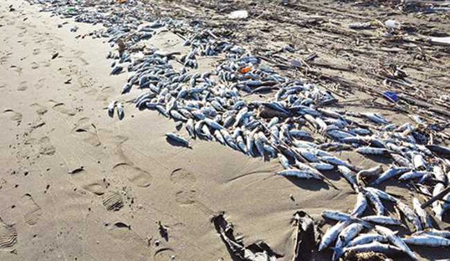 Сотни тысяч рыб выбросило на берега Мерсина