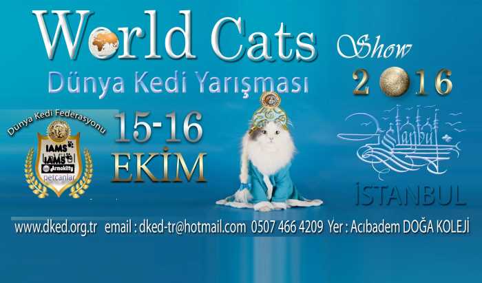 Стамбул на выходных примет Международную выставку кошек