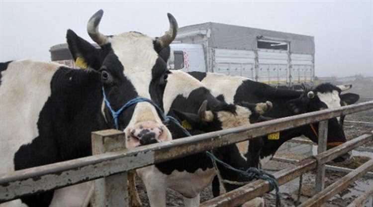 Голландских коров выдворили из Турции