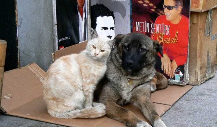 Власти Турции всерьез берутся за защиту животных