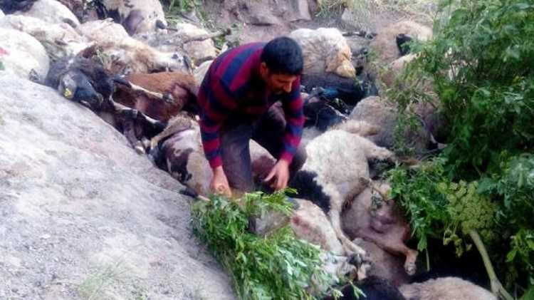 80 овец бросились со скалы на востоке Турции