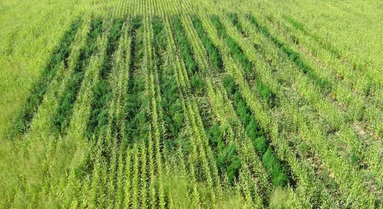 16 млн лир посреди кукурузного поля в Анталии