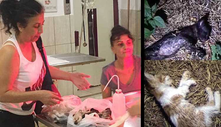 20 кошек были убиты в центре Антальи