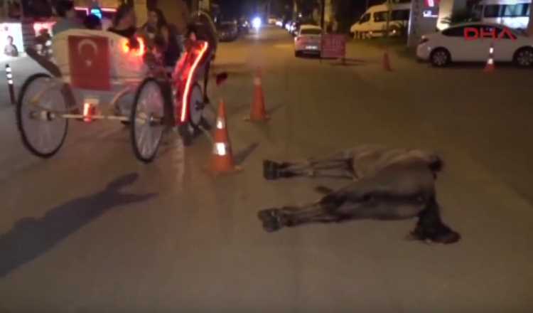 Извозчик кареты бросил мертвую лошадь в центре Антальи