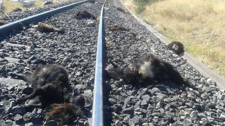 90 коз погибло под колесами поезда в Турции