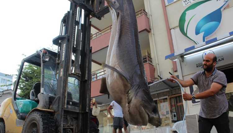 Жителям Бурсы предлагают отведать мясо акулы