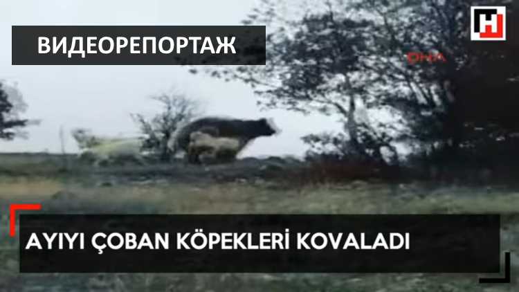 Пастушьи собаки отогнали огромного медведя в Анкаре