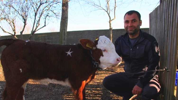 Фермер хочет выручить за необычного теленка $1 млн