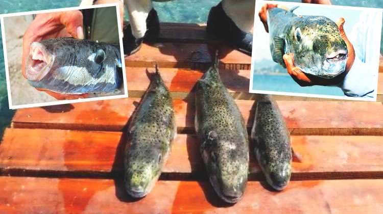 Рыбаки Бодрума предупреждают о ядовитых рыбах