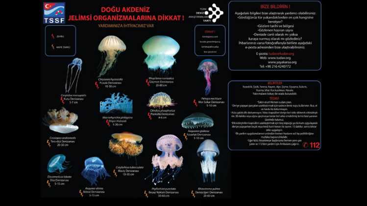 Ученые предупреждают об опасных медузах в Средиземном море