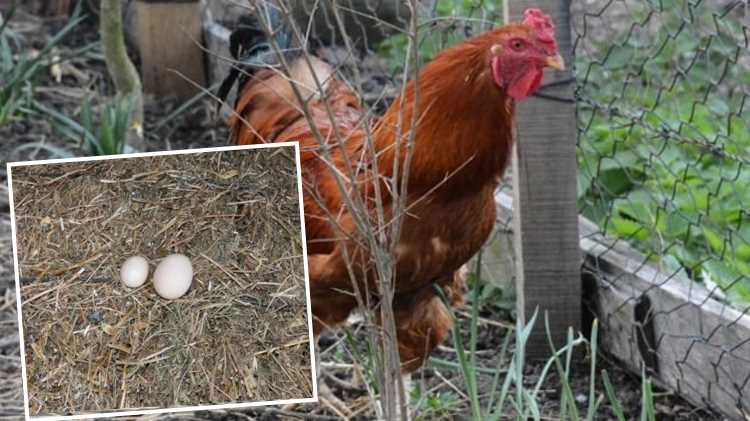 В турецком Синопе петух начал нести яйца
