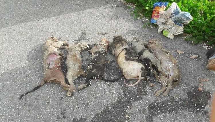 Полиция расследует убийство 6 кошек в Алании