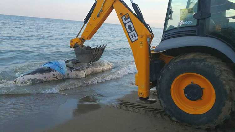 Тело мертвого кита обнаружили на пляже в Анталии