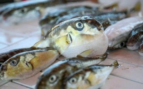 3 человека в Анталии отравились ядовитой рыбой