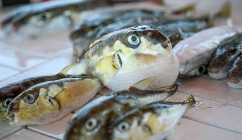 Власти будут платить рыбакам 5 лир за ядовитую рыбу