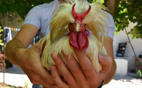 Уникальный рогатый петух живет в Измире
