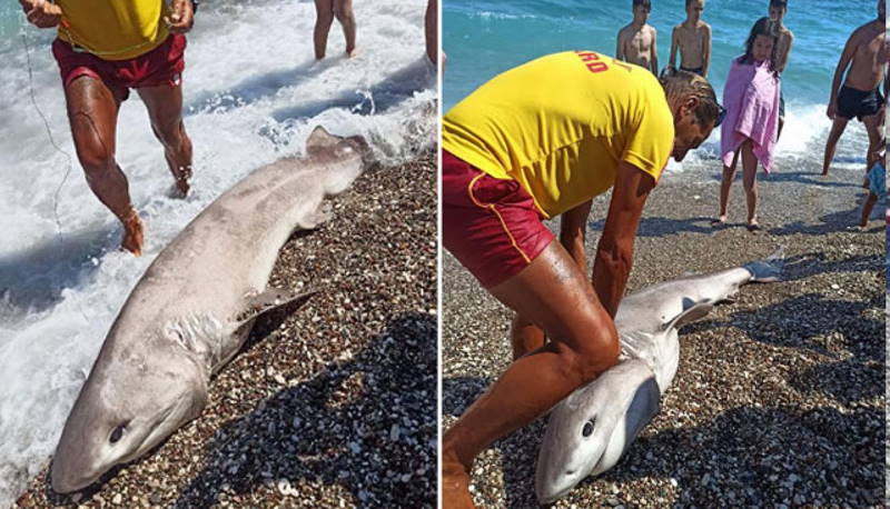 К популярному пляжу Антальи прибило 3-метровую акулу