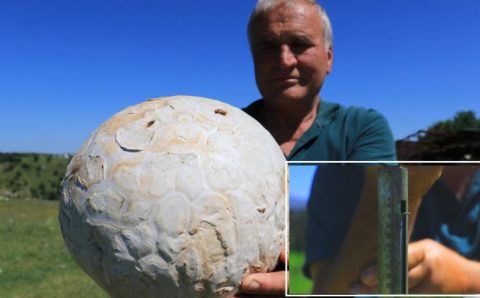 Мужчина нашел 5-килограммовый гриб в Кастамону