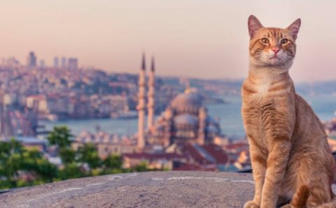 Турция празднует Международный день кошек
