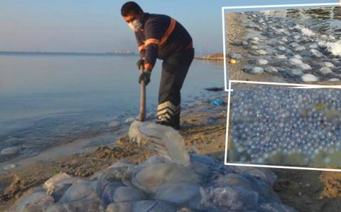 Тысячи огромных медуз покрыли берег Стамбула