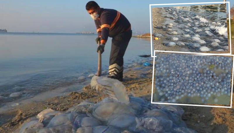 Тысячи огромных медуз покрыли берег Стамбула