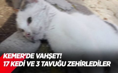 Жандармерия Кемера ищет отравителя 17 кошек