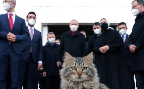 Эрдоган, Телеграм и Котик