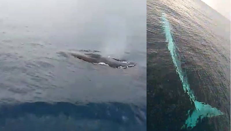 15-метровый кит у берегов Аданы