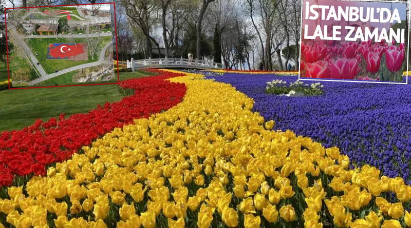 8 млн тюльпанов расцвели несмотря на пандемию