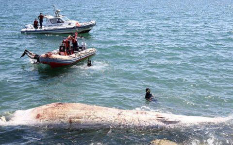 Мёртвого кита прибило к побережью Мерсина
