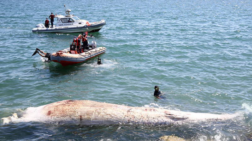 Мёртвого кита прибило к побережью Мерсина