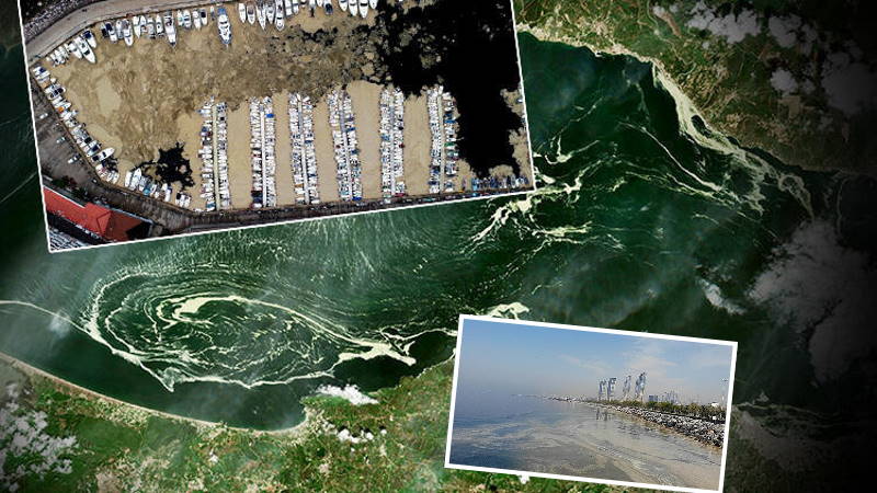 «Морские сопли» – текущая проблема Мраморного моря