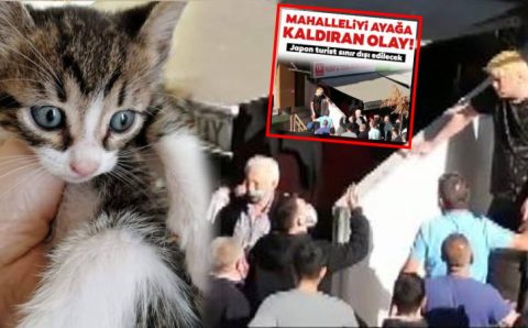 Жители Стамбула едва не линчевали японца за поедание котят