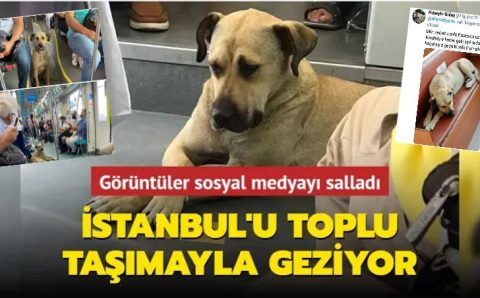 Путешествующий пес покорил сердца стамбульцев