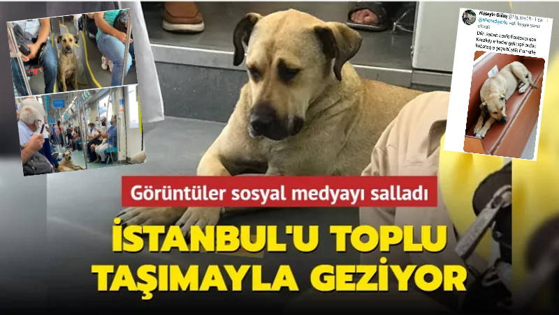 Путешествующий пес покорил сердца стамбульцев