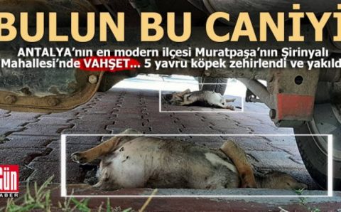 Защитники животных бьют тревогу в Анталии и Анкаре