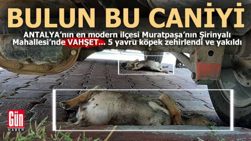 Защитники животных бьют тревогу в Анталии и Анкаре