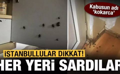 Клопы-вонючки атаковали стамбульские районы