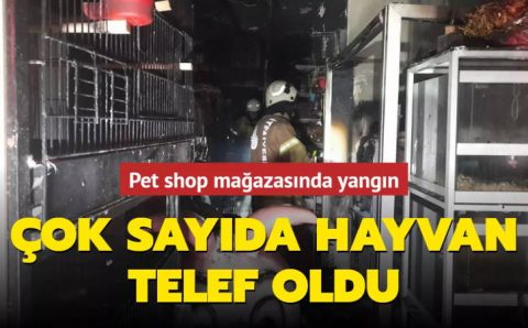 В Стамбуле сгорел зоомагазин вместе со всеми животными
