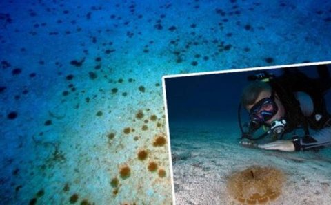 Дайверы Антальи предупреждают об «электрических медузах»