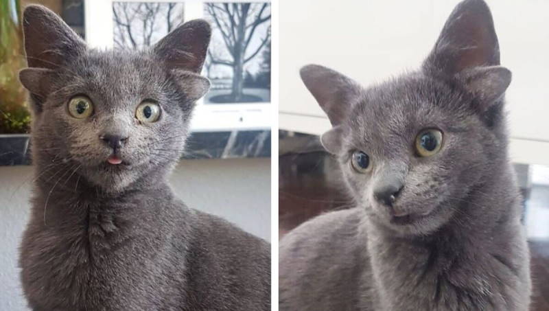 Котенок с 4 ушами из Анкары стал звездой интернета