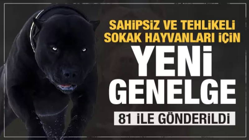 Циркуляр о контроле животных поступил в 81 провинцию Турции