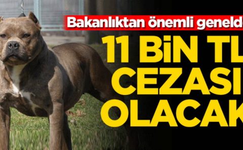 Власти Турции опубликовали список опасных пород собак