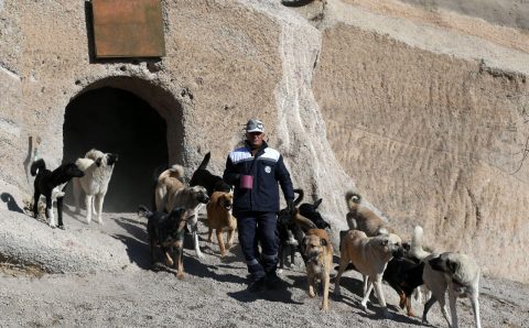 Новый турецкий реабилитационный центр решит проблему бездомных собак