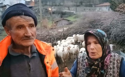 В Балыкесире будут судить живодера, истязавшего овец своего соседа